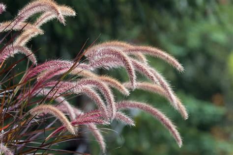 Tips for growing beautiful purple fountain grass