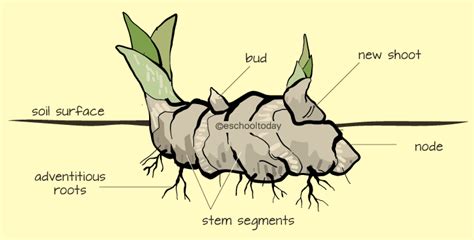 rhizomes-in-vegetative-propagation - Study Solutions