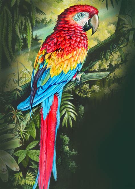 colourful | Parrots art, Parrot painting, Animal paintings