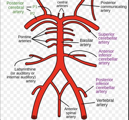 Midbrain - Physiopedia