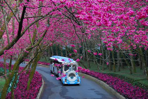 2023 Sun Moon Lake Cherry Blossom Season | Formosan Aboriginal Culture ...