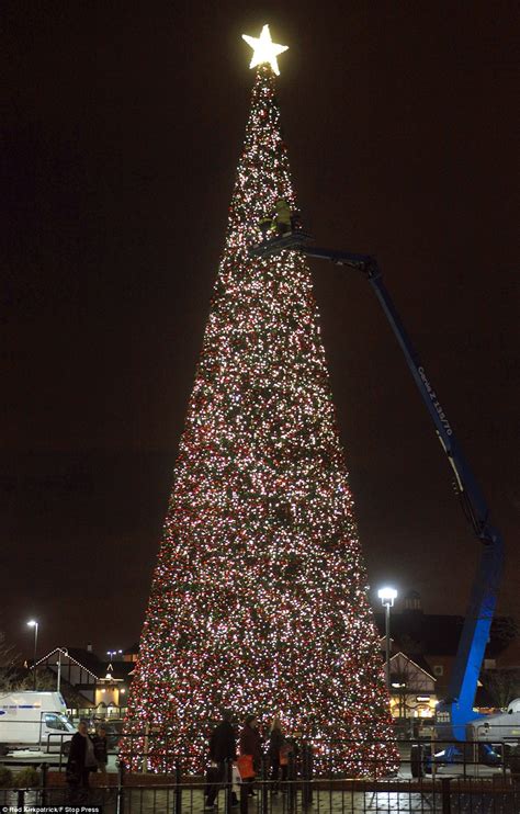 Britain's largest Christmas tree goes up in Cheshire | Daily Mail Online