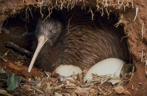 Southern kiwi and eggs | Zoology, Division of Birds | Bird, Pet birds, Birds