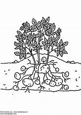 Potato Coloring Page sketch template