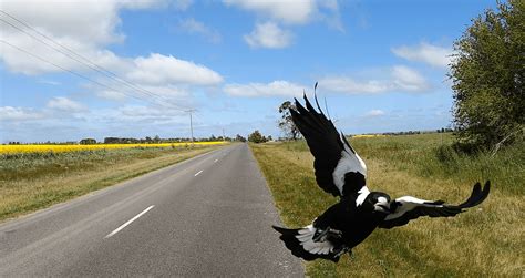 Swooping Australian Magpie Photos – GPLama.com