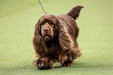 Sussex Spaniel - Native Breed.org