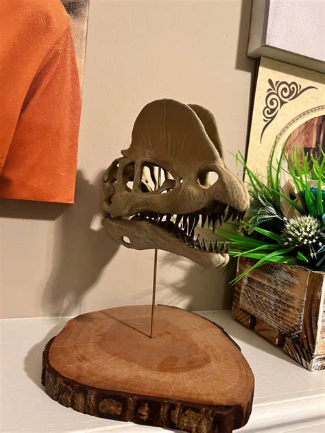 Dilophosaurus Dinosaur Skull Hand Painted Replica 1:3 Scale on - Etsy