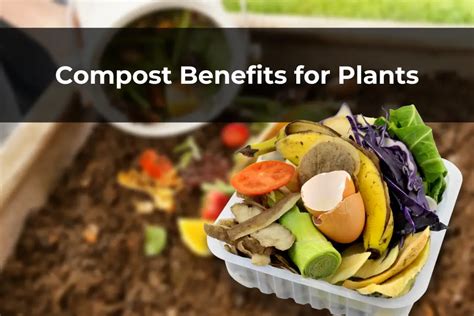 Compost Benefits for Plants – Real Men Sow