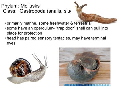 Snails: Characteristics, properties, types and more....