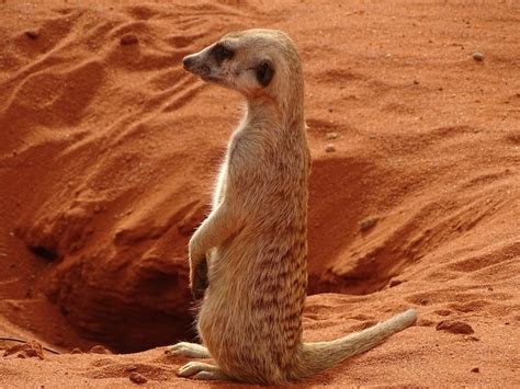 4 Unique & Interesting Kalahari Desert Facts and Best Tourist Attractions