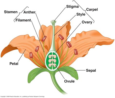 Plant Diagram Biology