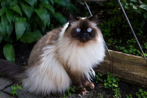 Himalayan Cat Health Problems: 6 Vet Reviewed Issues | Hepper