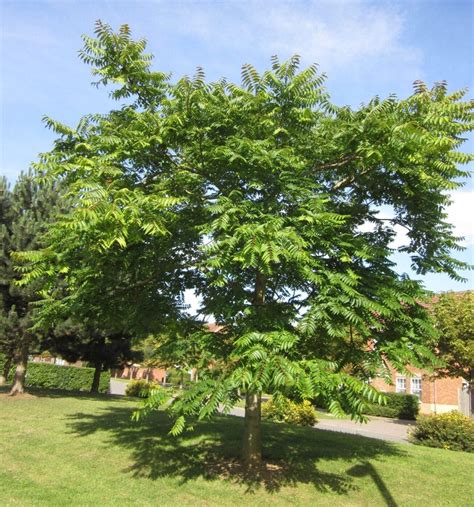 Tree of Heaven - Tree Guide UK - Tree of Heaven identification