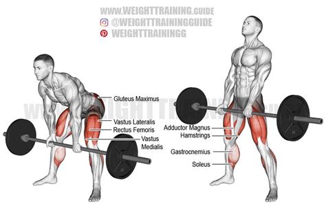 Barbell sumo Romanian deadlift exercise instructions and video | Good back workouts, Deadlift ...