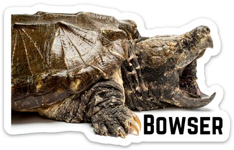 Bowser Sticker – BHB Reptiles