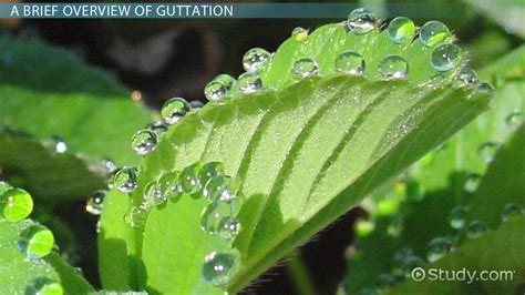 Guttation in Plants | Definition, Hydathodes & Mechanism - Lesson ...