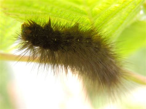 Wildlife on our allotment: White Ermine Moth Caterpillar