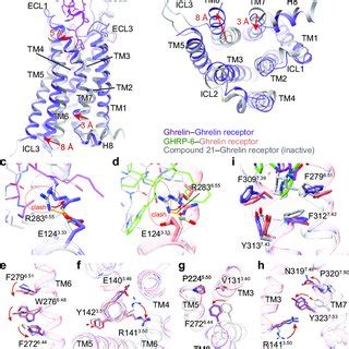 The ghrelin-binding pocket of ghrelin receptor a Cross-section of the ...