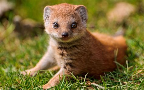 9 Mongoose HD Wallpapers | Backgrounds - Wallpaper Abyss