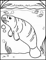 15 Fantastic Manatee Coloring Pages For Children  Coloring sketch template