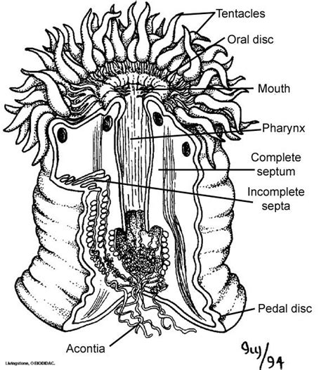 A sea anemone (Anthozoa) with a cutaway section showing the internal ...