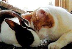 GIF: Bunny and Cat Cuddling | Gifrific