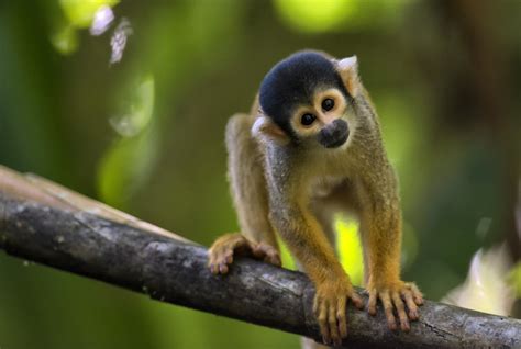 The Free-spirited One: Can Squirrel Monkeys Be Kept as Pets? - Pet Ponder