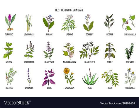 Collection of best herbs for skin care Royalty Free Vector