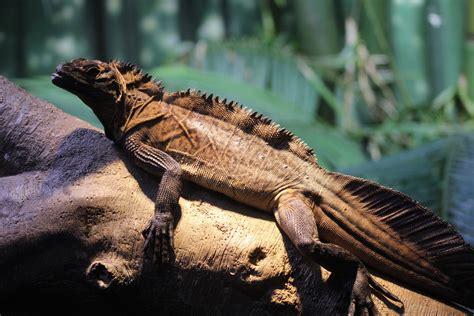 Philippine Sailfin Lizard - ZooChat