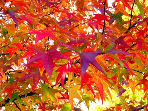 Autumn Leaves Free Stock Photo - Public Domain Pictures