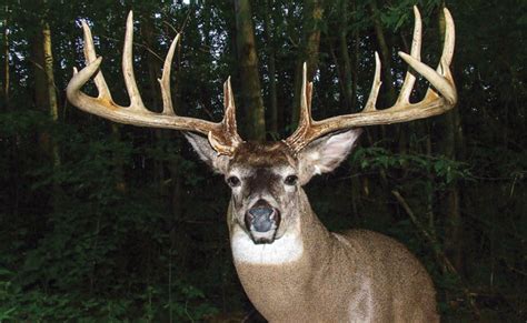 Massive Ontario Buck Sends Shock Wave Through Province - Nor