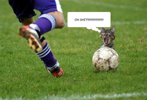 Soccer cat memes | quickmeme