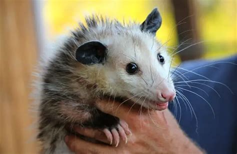 Opossum - Description, Habitat, Image, Diet, and Interesting Facts