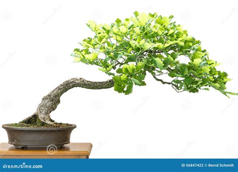 Duitse Eik (Quercus Robur) Als Bonsaiboom Stock Foto - Image of groen, duits: 56847422