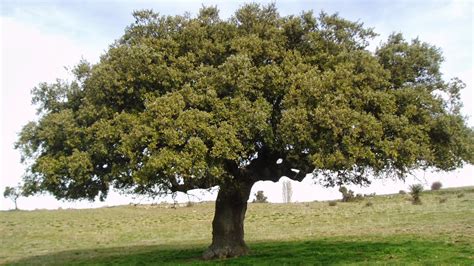 Quercus ilex: Sistematica, Etimologia, Habitat e Caratteristiche