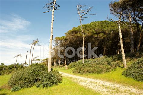 Mediterranean Forest Stock Photo | Royalty-Free | FreeImages