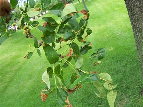 Ash Anthracnose, Tree Care Services