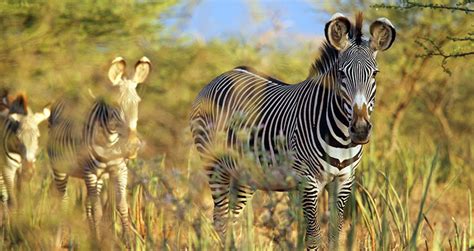 Grevy's Zebra: A Unique and Endangered Species - Kenya Wild Parks