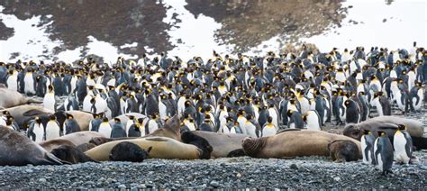 South Shetland Islands | Sundowner Wildlife Holidays