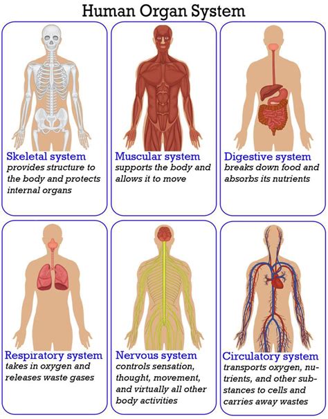 Organization of the Human Body | Human body anatomy, Human body systems ...