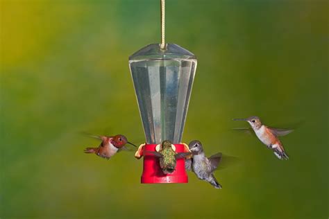 7 Hummingbird Cams You Can Live Stream Today