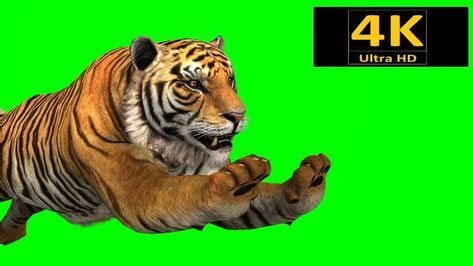 41 Best free green screen animals images | Free green screen, Chroma ...