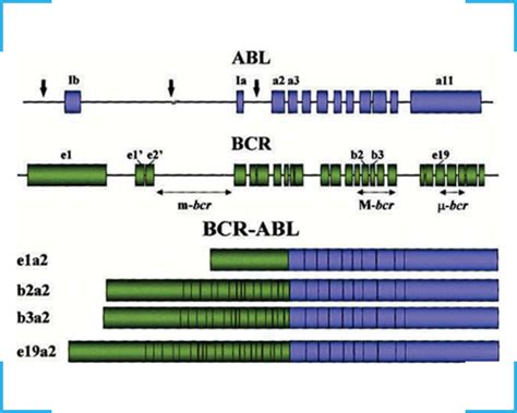 TRUPCR® BCR-ABL Quantitative PCR Testing Kit | Order Today