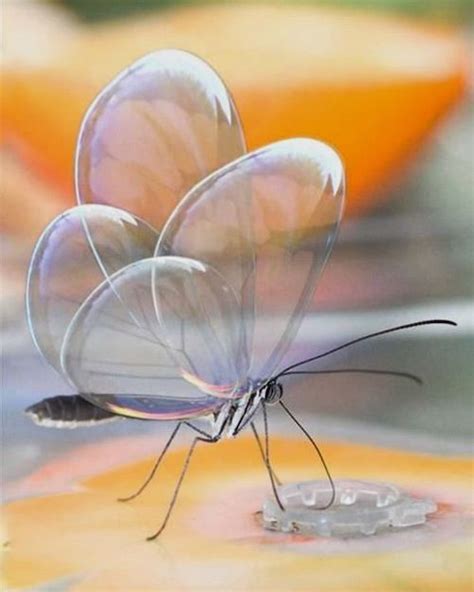 Borboleta de cristal: o incrível animal que fica transparente para ...