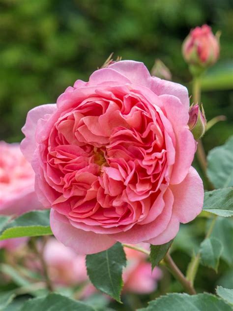 The Most Fragrant Roses for Your Garden | HGTV