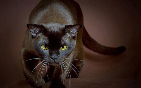 Burmese cat breed description, characteristics, appearance, history ...