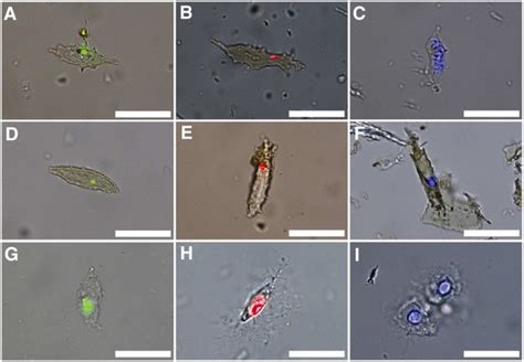 Green Tea and Velociraptors | Dinosaur cells identified with possible ...