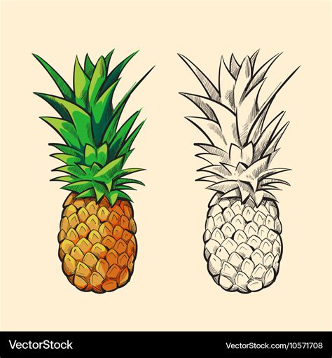 Share 139+ pineapple colour drawing latest - seven.edu.vn