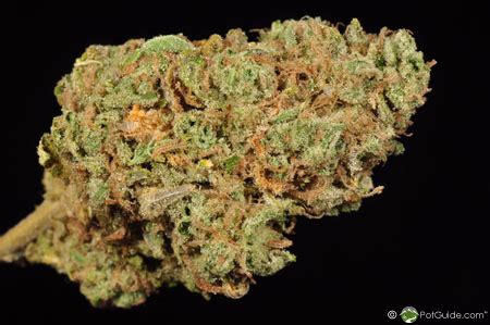 Stardawg | Marijuana Strain Library | PotGuide.com