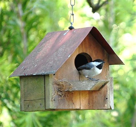 A chickadee takes residence in one of the many bird houses Dave has made. | Bird houses, Bird ...